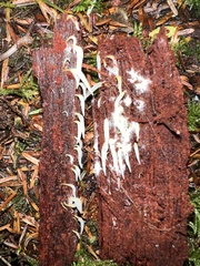 Mucronella fusiformis