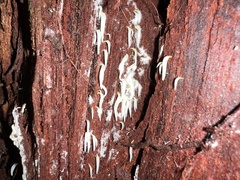 Mucronella fusiformis