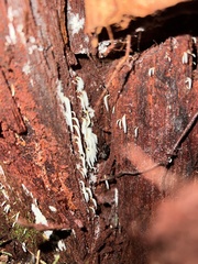 Mucronella fusiformis