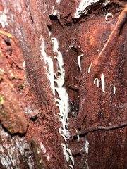 Mucronella fusiformis