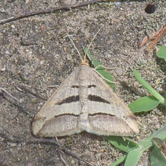 Chiasmia subcurvaria