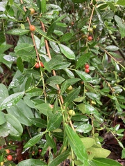 Erythroxylum emarginatum