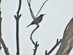 Chalcomitra amethystina