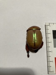 Anoplognathus montanus