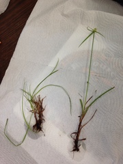 Cyperus sesquiflorus sesquiflorus