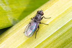 Coenosia acuticornis