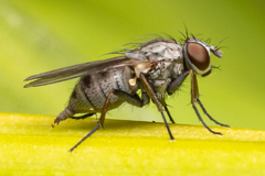 Coenosia acuticornis