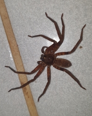 Heteropoda
