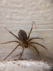 Dolomedes instabilis