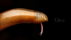 Afrotyphlops mucruso