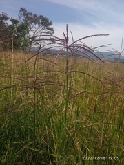Digitaria eriantha
