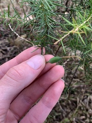 Grevillea juniperina