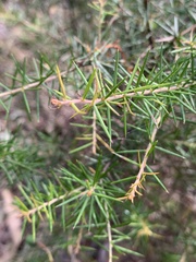 Grevillea juniperina