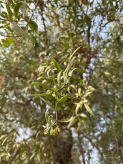 Salicaceae