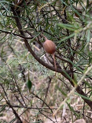 Grevillea juniperina