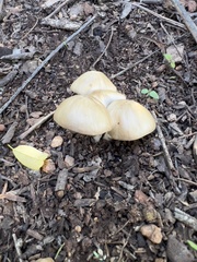 Candolleomyces candolleanus