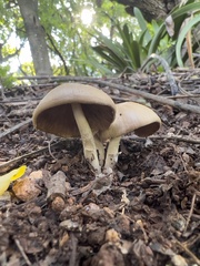 Candolleomyces candolleanus