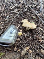 Candolleomyces candolleanus