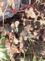 Hoffmannseggia peninsularis