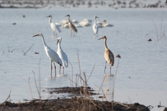 Leucogeranus leucogeranus