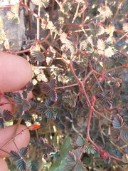 Hoffmannseggia peninsularis