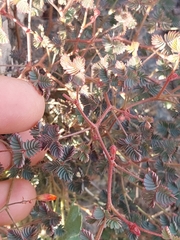 Hoffmannseggia peninsularis