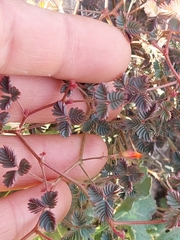 Hoffmannseggia peninsularis