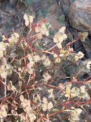 Hoffmannseggia peninsularis