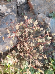 Hoffmannseggia peninsularis