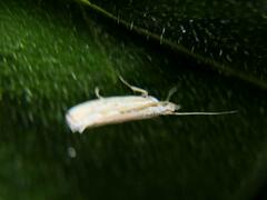 Plutella porrectella