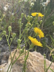 Sonchus arvensis