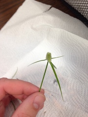 Cyperus sesquiflorus sesquiflorus