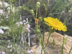 Sonchus arvensis