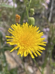 Sonchus arvensis
