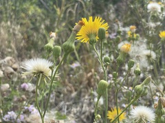 Sonchus arvensis