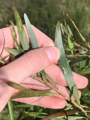 Acacia floribunda