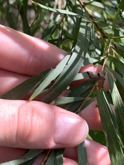 Acacia floribunda