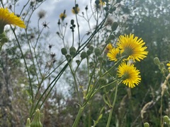 Sonchus arvensis