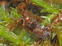 Ligidium hypnorum