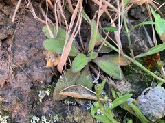 Plantago raoulii