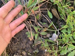 Plantago raoulii