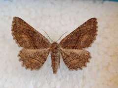 Nychiodes divergaria