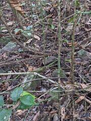 Dendrelaphis andamanensis