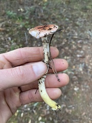 Gomphidius subroseus