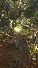 Actinodaphne hookeri