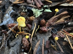 Mycena oregonensis