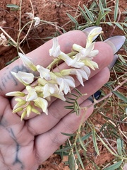 Astragalus racemosus