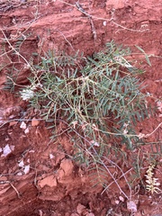 Astragalus racemosus