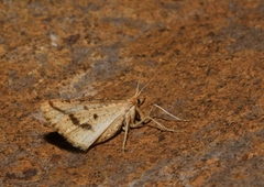 Aspitates collinaria