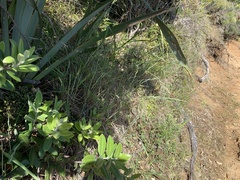 Anthosachne kingiana multiflora